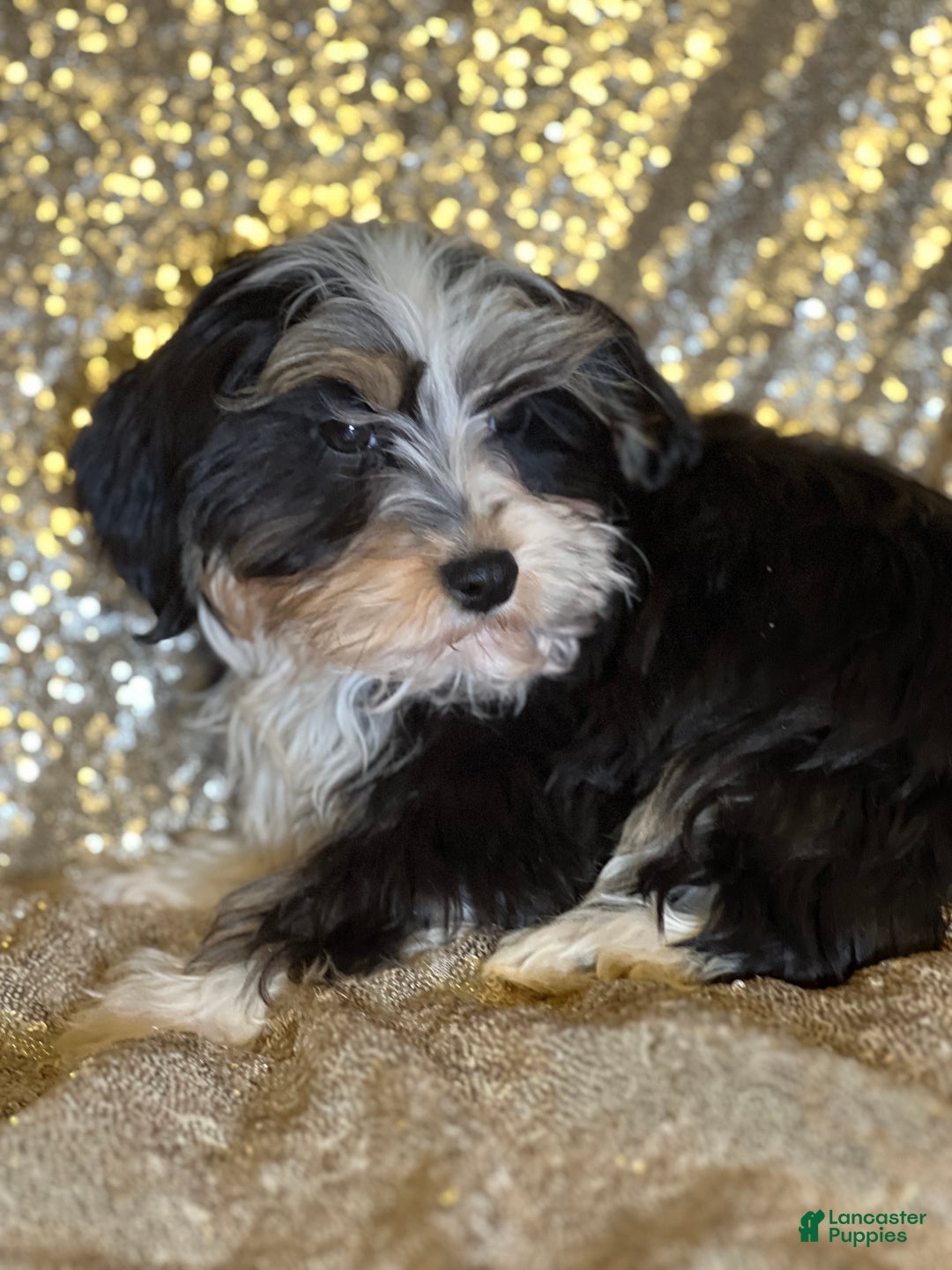 Havanese dogs for sale: Nikki - Ad 2