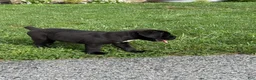Cane Corso dogs for sale: Kody - Ad 13