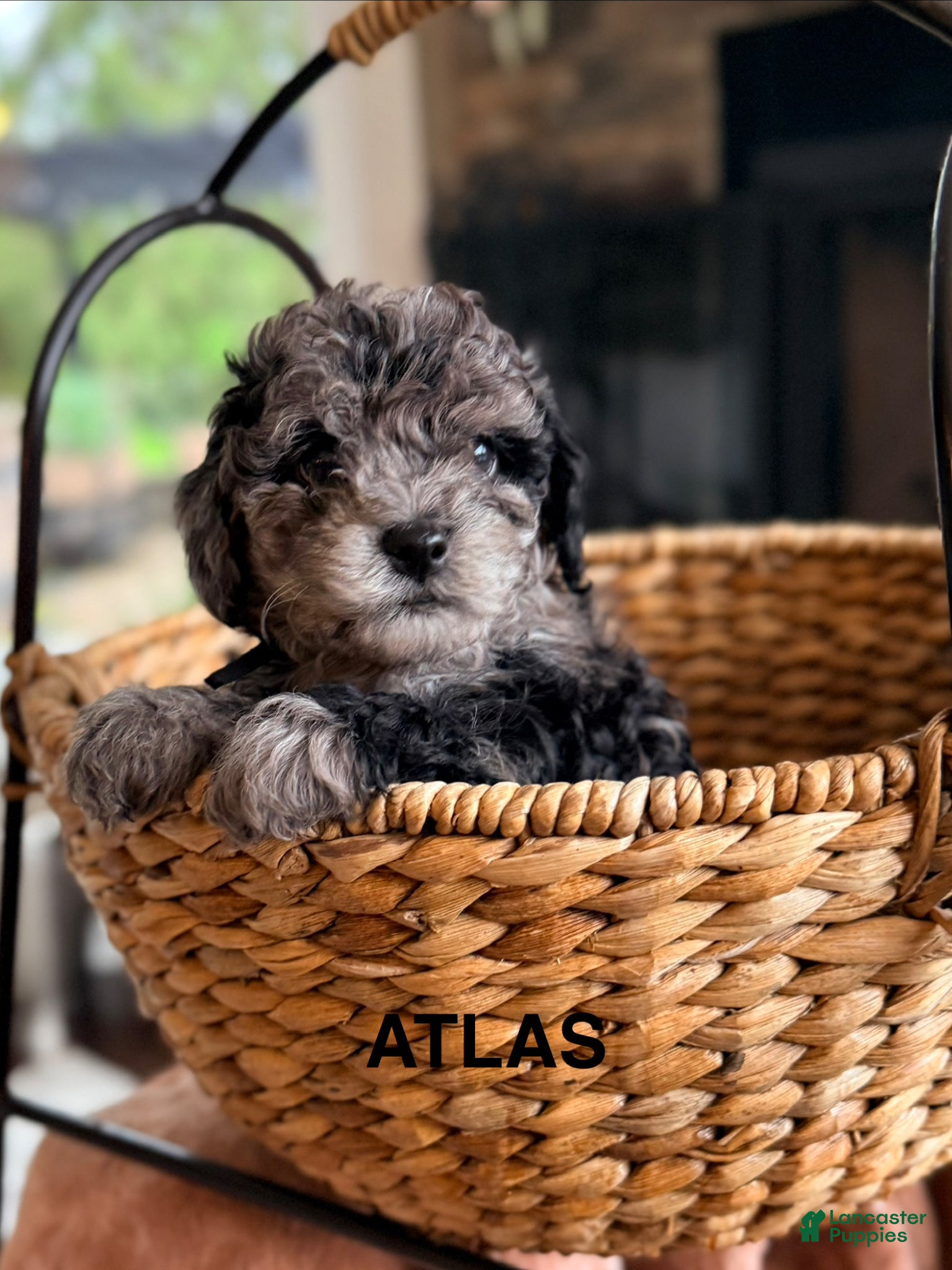 Cavapoo dogs for sale: Atlas - Ad 4