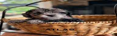 Atlas