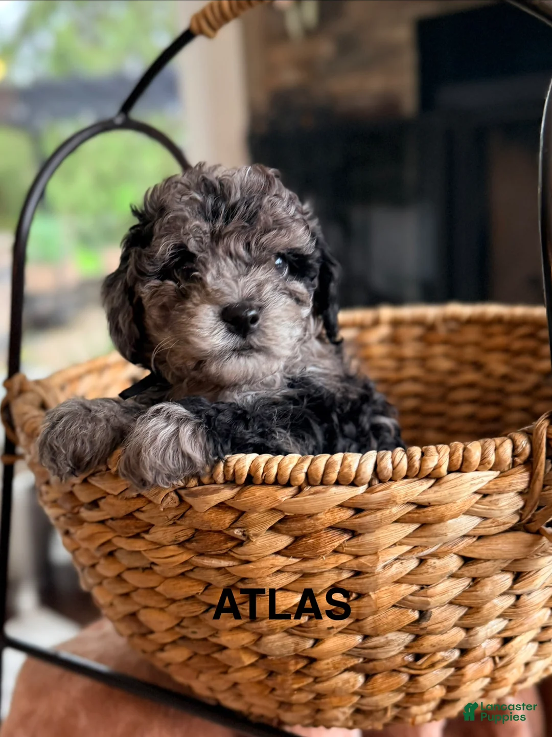 Cavapoo dogs for sale: Atlas - Ad 1