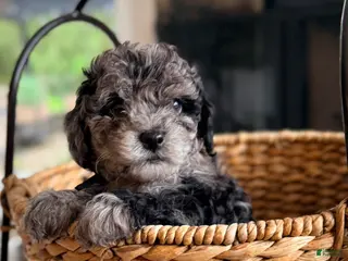 Cavapoo dogs for sale: Atlas - Ad 4