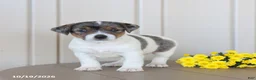 Jack Russell Terrier dogs for sale: Buttercup - Ad 4