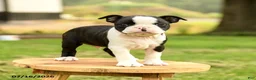 Boston Terrier dogs for sale: Brendan - Ad 4