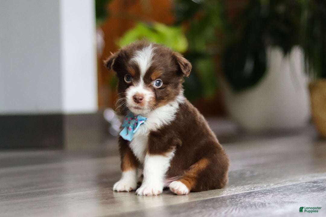 Miniature Australian Shepherd dogs for sale: Cadbury - Ad 2