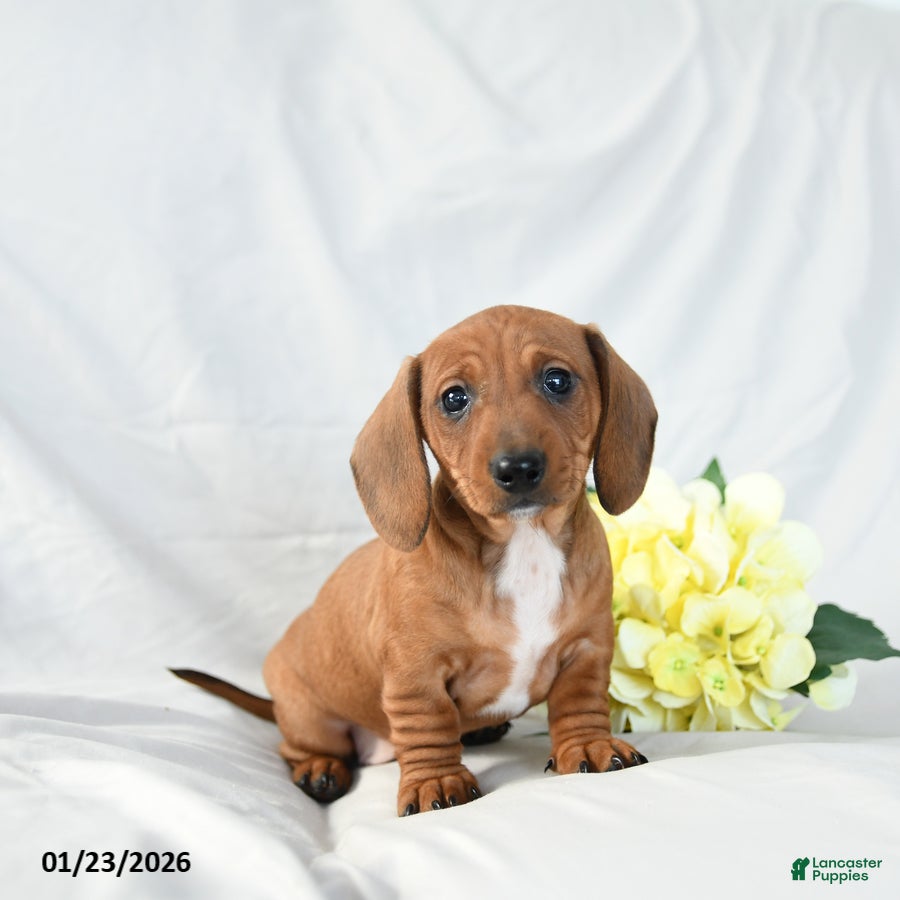Miniature Dachshund dogs Max - Ad 24