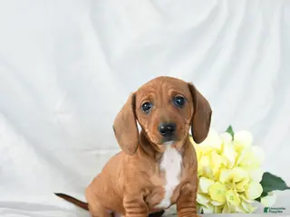 Miniature Dachshund dogs Max - Ad 40