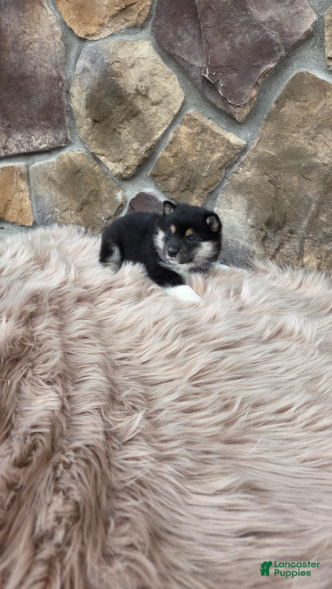 Shiba Inu dogs for sale: Shiba Inu Puppy 1 - Ad 1