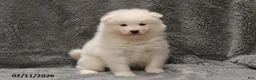 Samoyed dogs for sale: Elizabeth - Ad 1