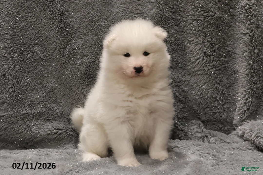 Samoyed dogs for sale: Elizabeth - Ad 1