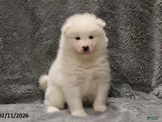 Samoyed dogs Elizabeth - Ad 1