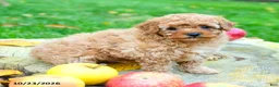 Toy Poodle dogs for sale: Blossom - Ad 3