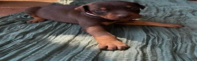 Doberman Pinscher Puppy 2