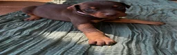 Doberman Pinscher dogs for sale: Doberman Pinscher Puppy 2 - Ad 1