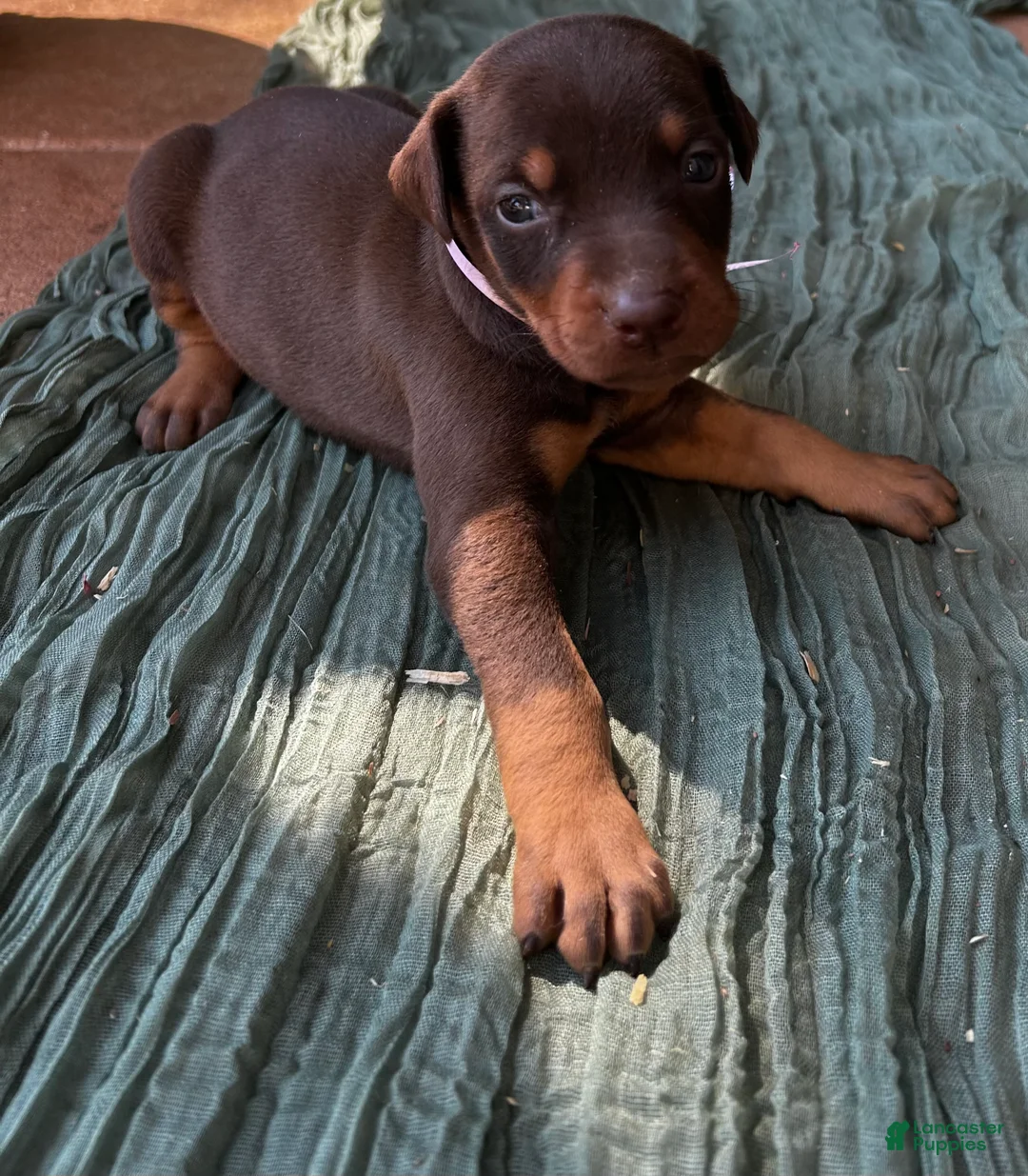 Doberman Pinscher dogs for sale: Doberman Pinscher Puppy 2 - Ad 1