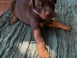 Doberman Pinscher dogs Doberman Pinscher Puppy 2 - Ad 10