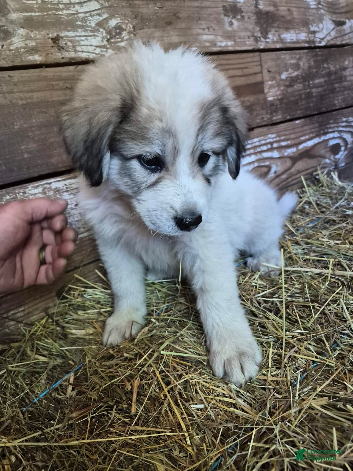 Great Pyrenees dogs Great Pyrenees 7 - Ad 37