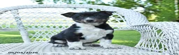 Mixed Breed dogs for sale: Mack  - Ad 1