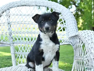 Mixed Breed dogs for sale: Mack - Ad 3