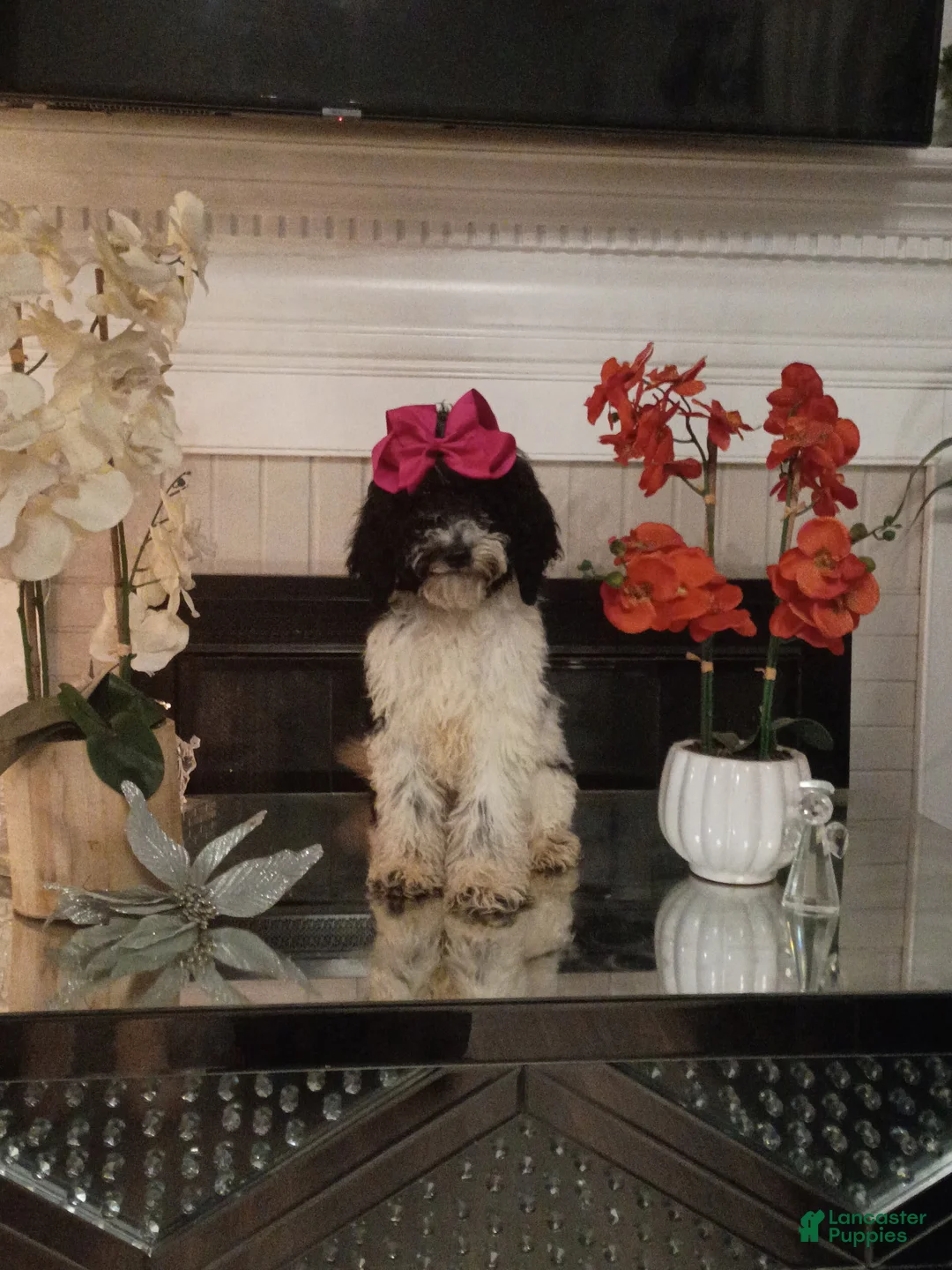 Standard Poodle dogs for sale: Standard Poodle Puppy 3 - Ad 1