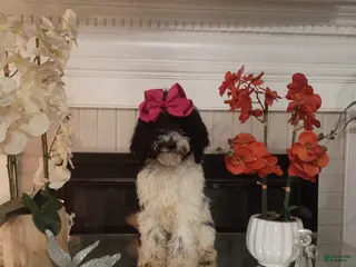 Standard Poodle dogs Standard Poodle Puppy 3 - Ad 19