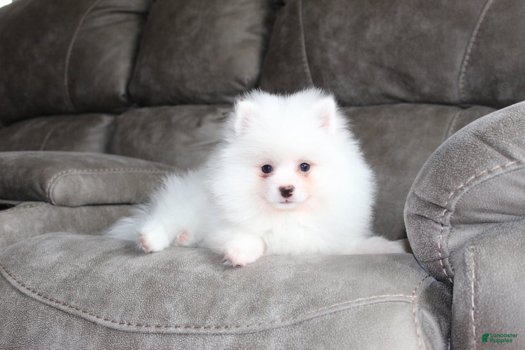 Pomeranian dogs for sale: Emerson - Ad 2