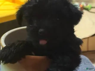 Mixed Breed dogs Mixed Breed 5 - Ad 29