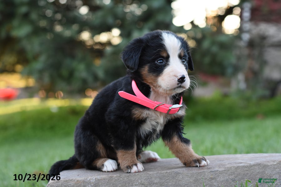 Bernese Mountain Dog dogs for sale: Baby - Ad 2