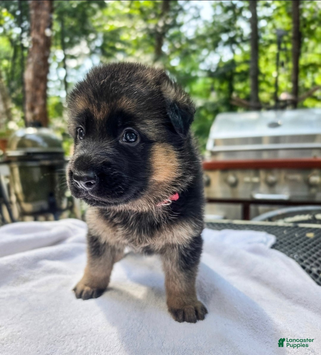 German Shepherd dogs German Shepherd 3 - Ad 40