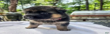 German Shepherd 3