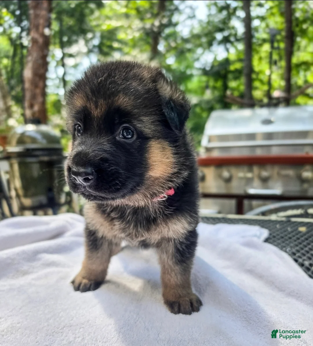 German Shepherd dogs for sale: German Shepherd 3 - Ad 1
