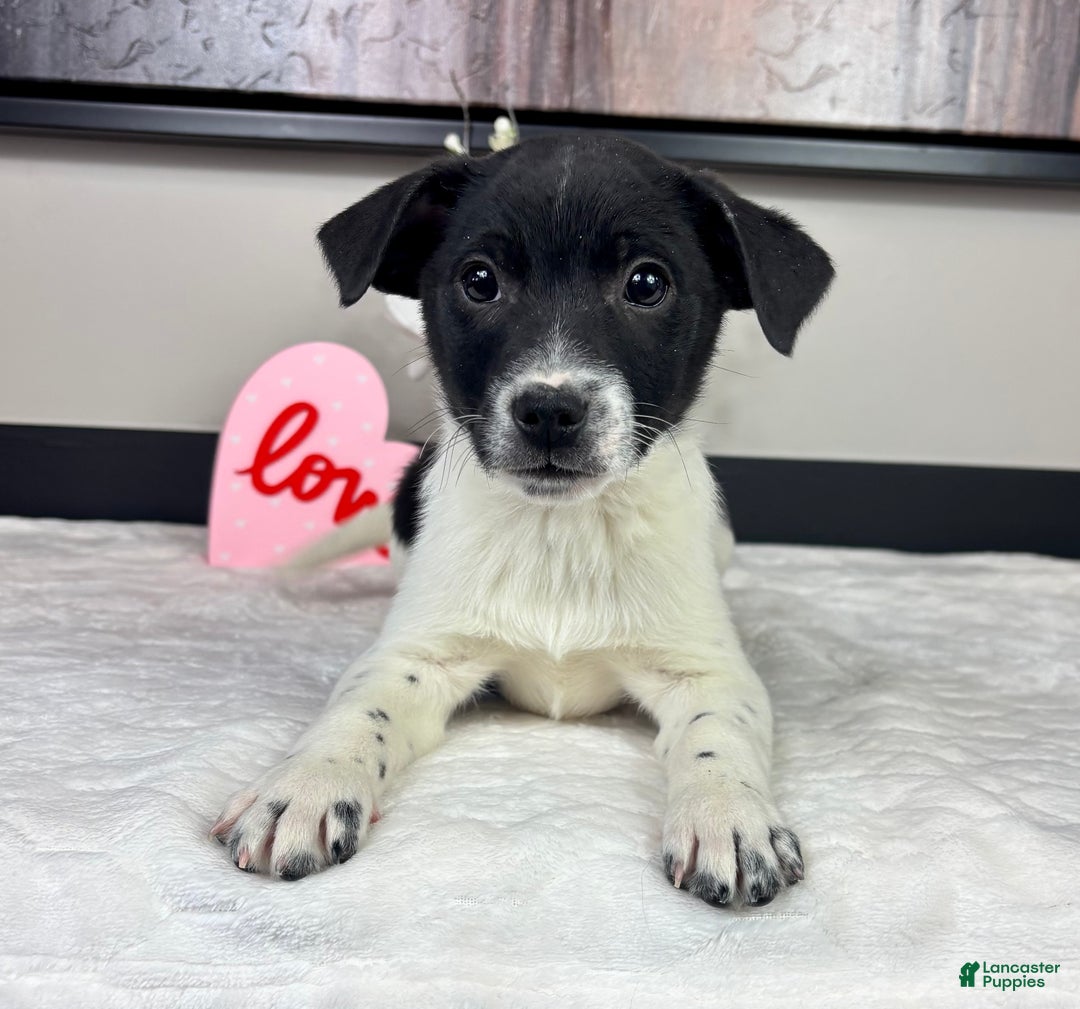 Mixed Breed dogs for sale: King - Ad 6