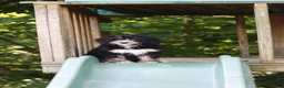 Mini Bernedoodle dogs for sale: Phoebe - Ad 11