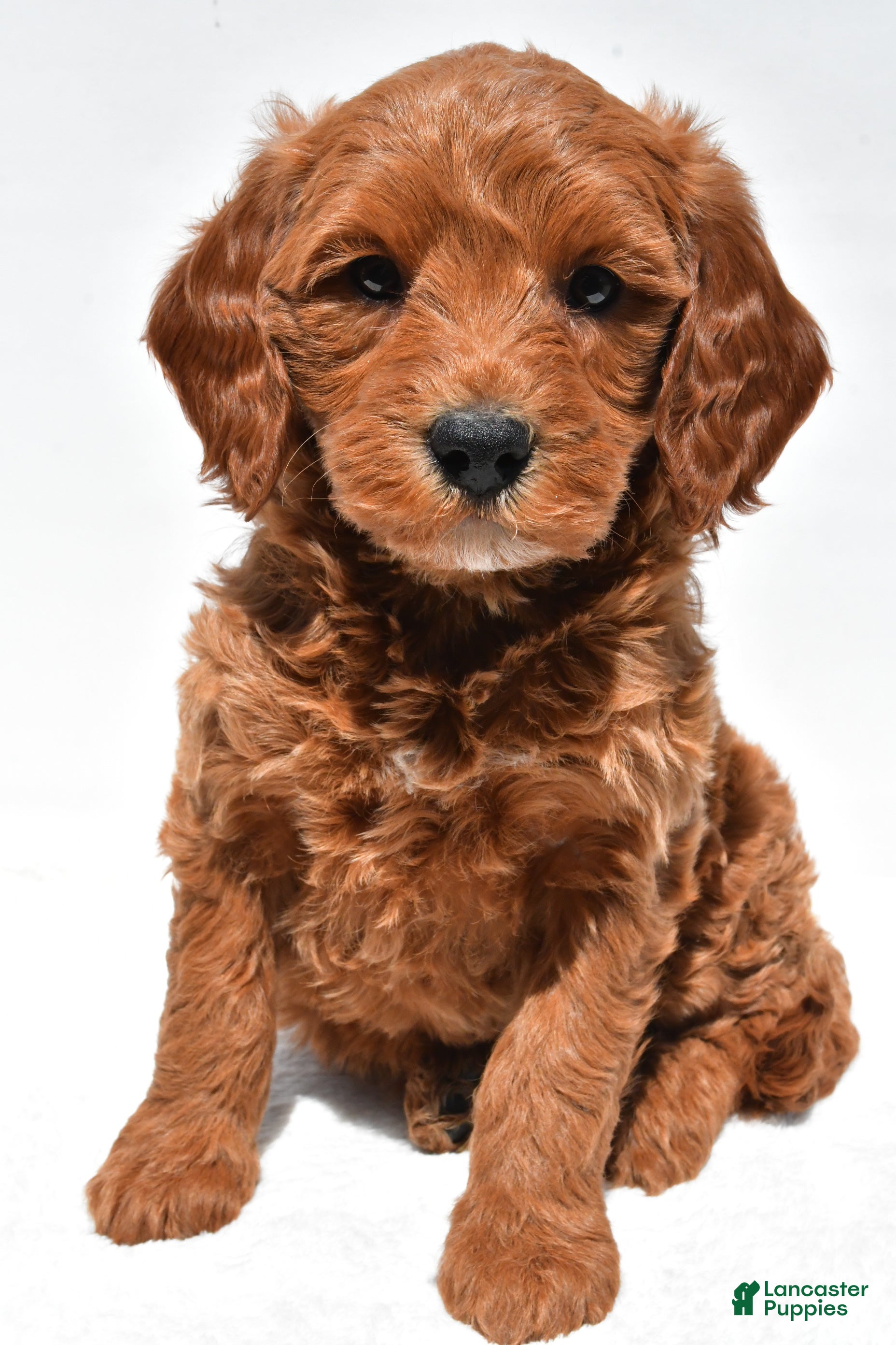 Mini Goldendoodle dogs Cole - Ad 1