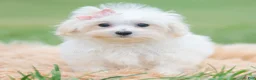 Maltipoo dogs for sale: Nellie - Ad 5