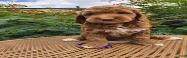 Purple Collar