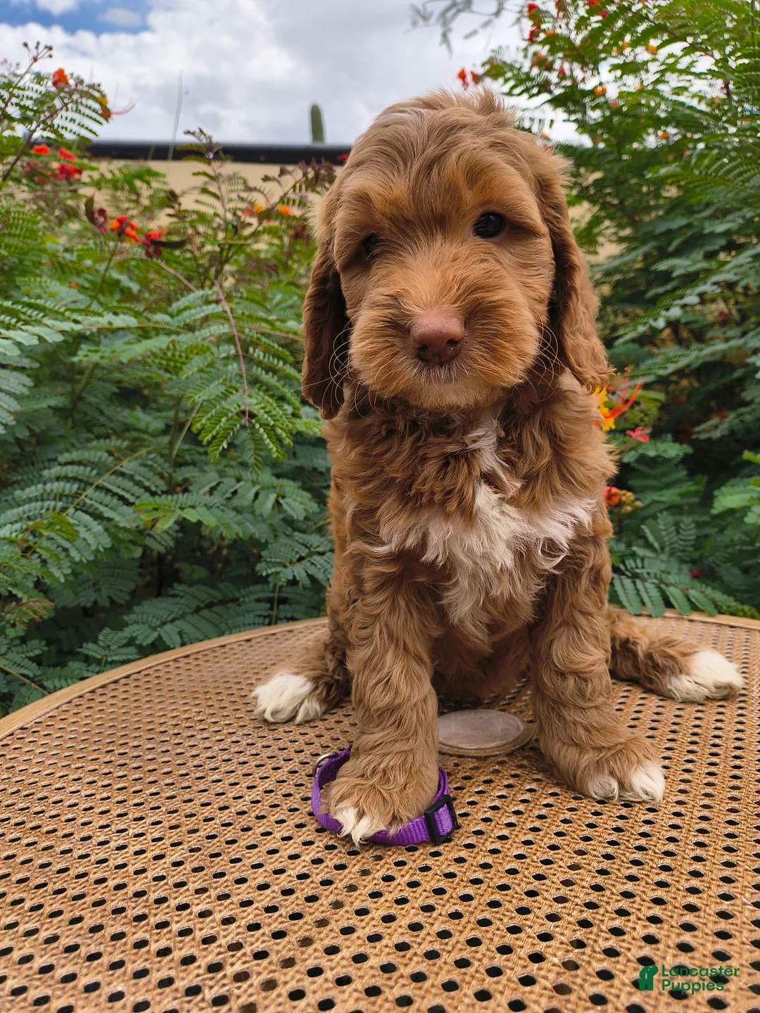 Mini Goldendoodle dogs for sale: Purple Collar - Ad 1