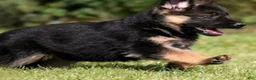 German Shepherd dogs for sale: Lacey - Ad 2