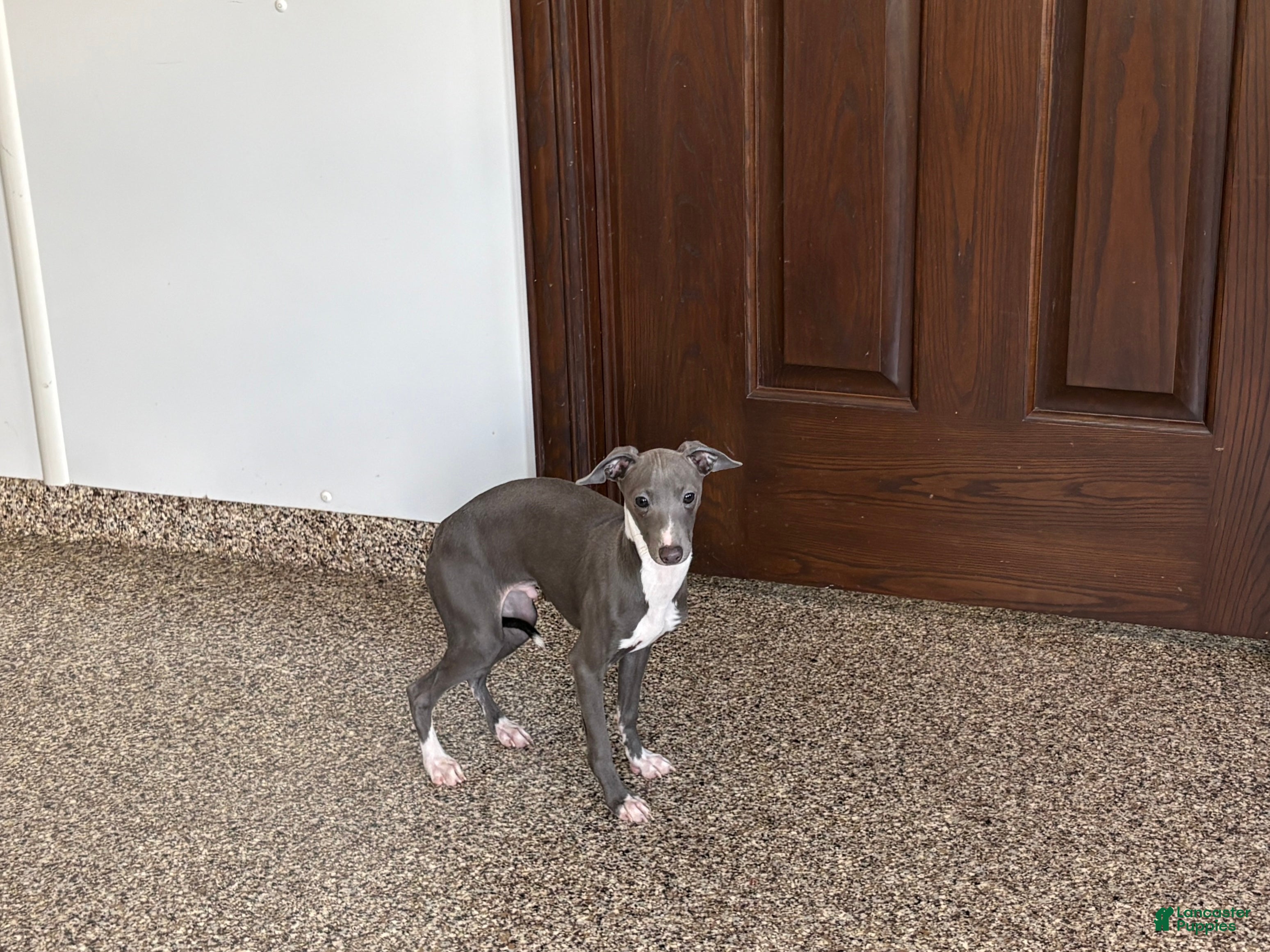 Italian Greyhound dogs TJ  - Ad 2