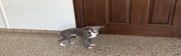 Italian Greyhound dogs for sale: TJ  - Ad 2