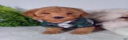 Bichpoo dogs for sale: Joey - Ad 5