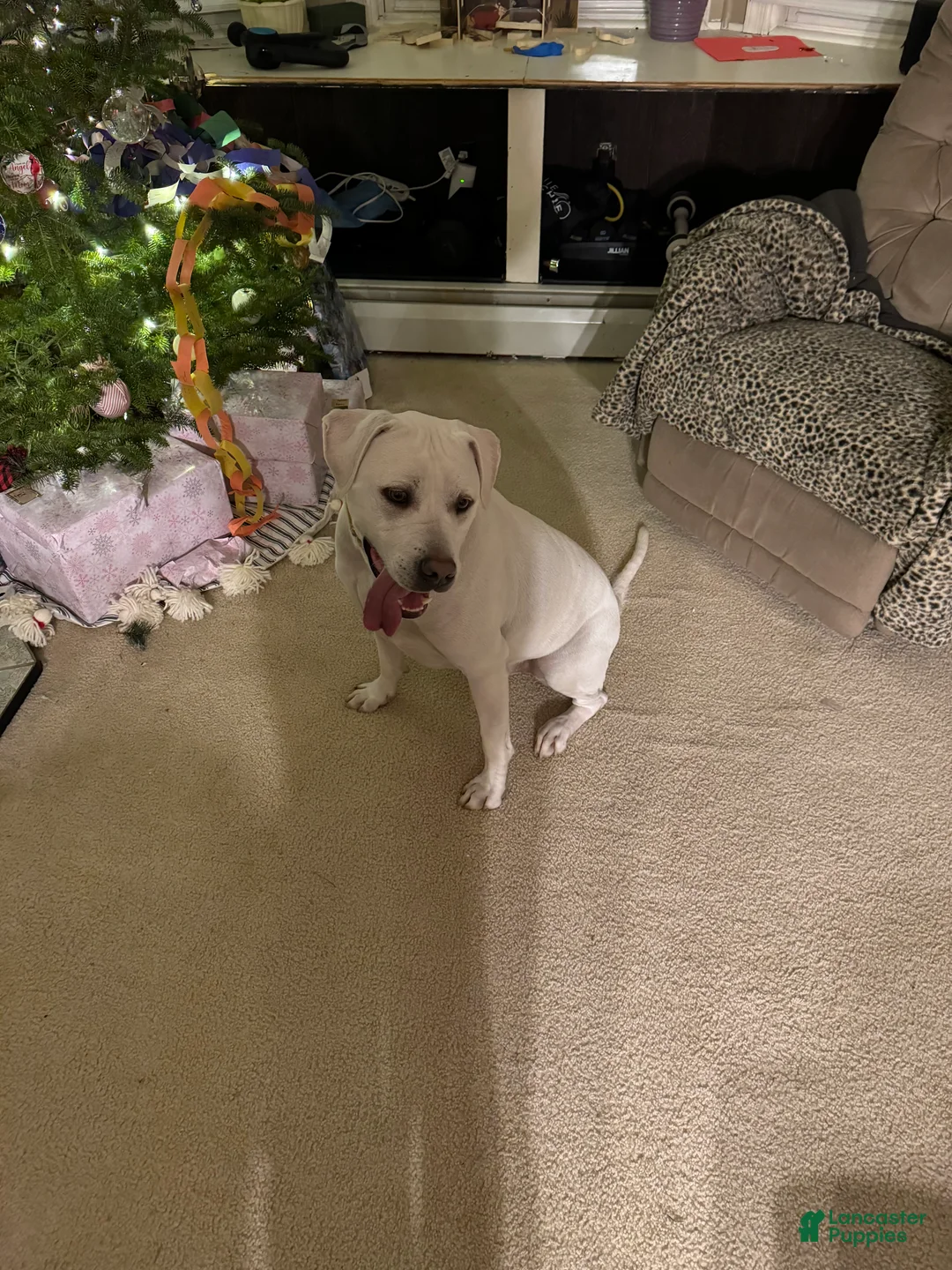 Mixed Breed dogs for sale: Ghost - Ad 2