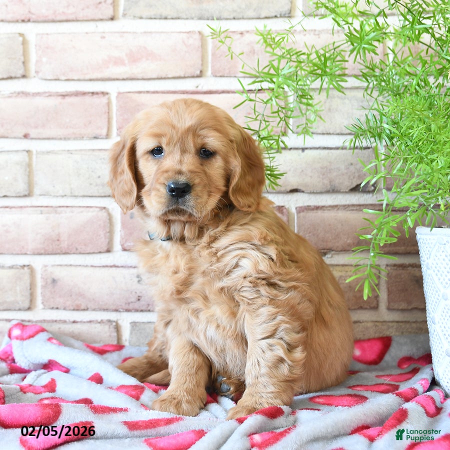 Miniature Golden Retriever dogs Rose  - Ad 2