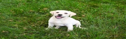 Labrador Retriever dogs for sale: Rosetta - Ad 3