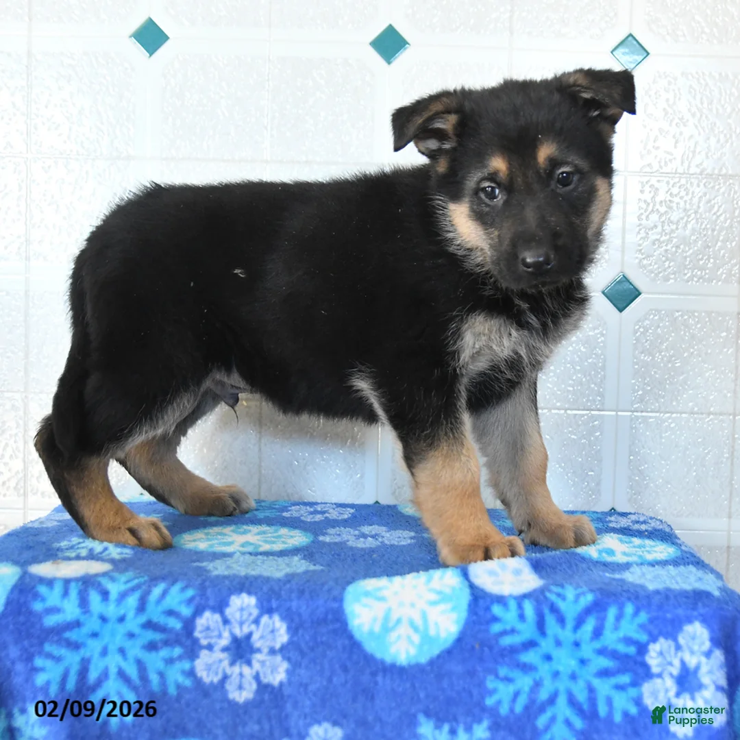 German Shepherd dogs for sale: Ulysses - Ad 1