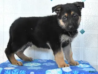 German Shepherd dogs Ulysses - Ad 40