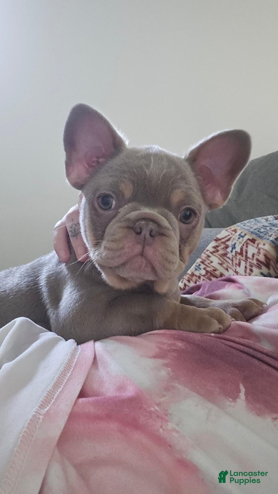 French Bulldog dogs French Bulldog 1 - Ad 5