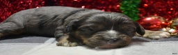 Cavapoo dogs for sale: Cavapoo Puppy 3 Cash - Ad 3