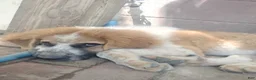 Saint Bernard dogs for sale: Saint Bernard 1 dirty face  - Ad 2