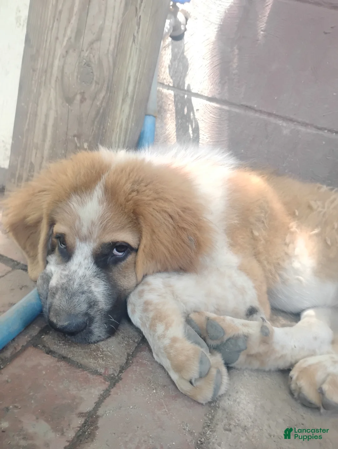 Saint Bernard dogs for sale: Saint Bernard 1 dirty face  - Ad 2